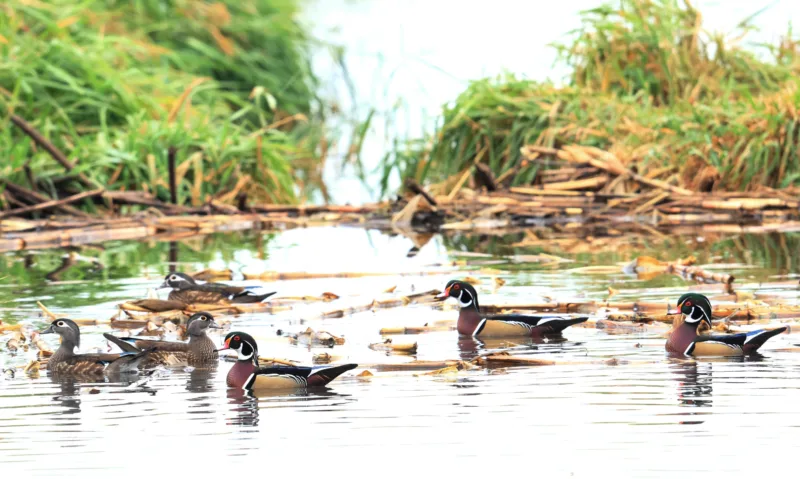 Round River: The Grace of the Wild